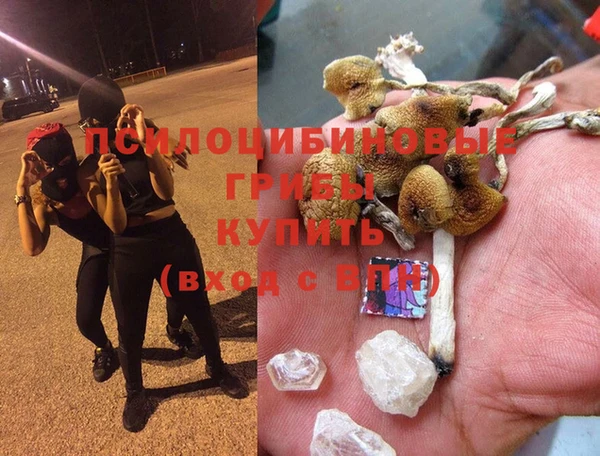 сатива Белокуриха